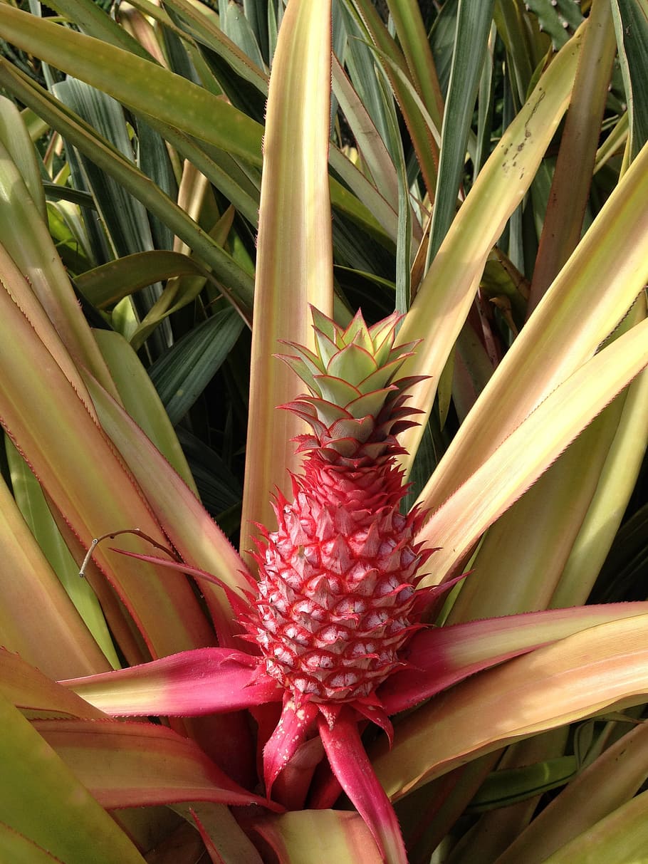 pineapple, fruit, tropical, garden, plants, growth, flower HD wallpaper