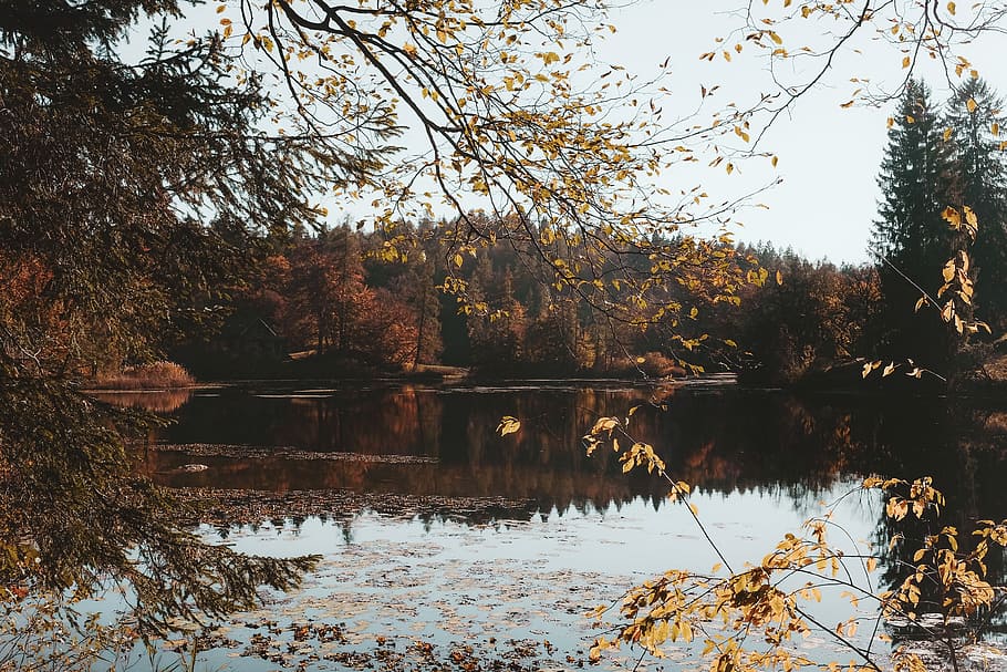 brown leafed trees beside body of water, body of water near trees during daytime HD wallpaper