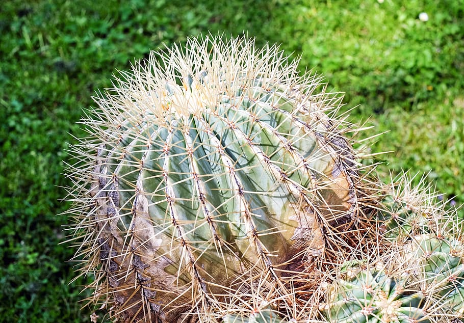 Cactus, Prickly, Cactaceae, nature, thorn, plant, spiked, succulent Plant HD wallpaper
