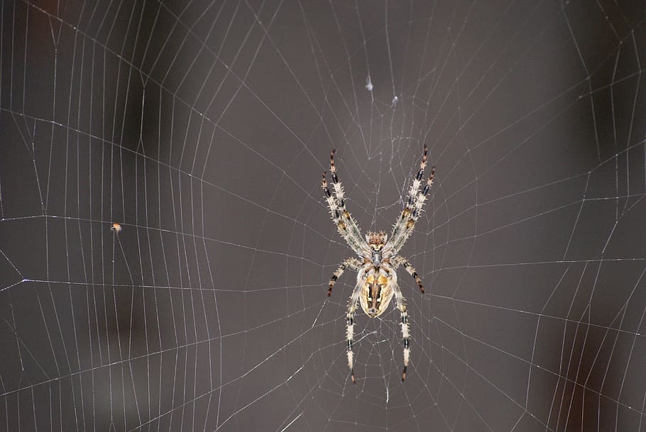 Spider, Hotel, Cobweb, Araneus, waiting, victim, nature, macro, HD wallpaper