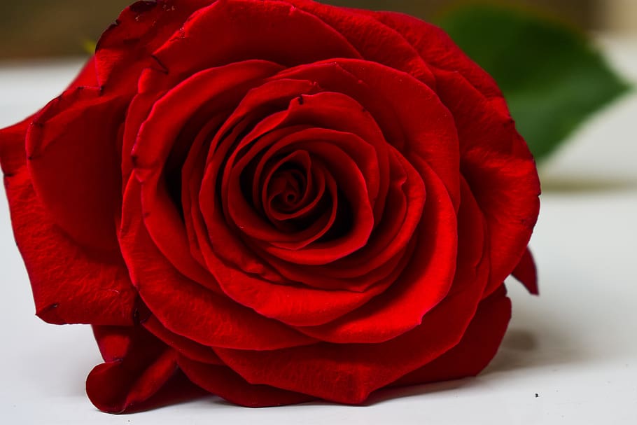 rosa, approach, flower, rose, flowering plant, rose - flower HD wallpaper