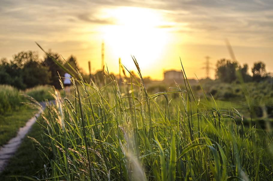 grass, sunset, evening, nature, the sun, clouds, city, sky HD wallpaper