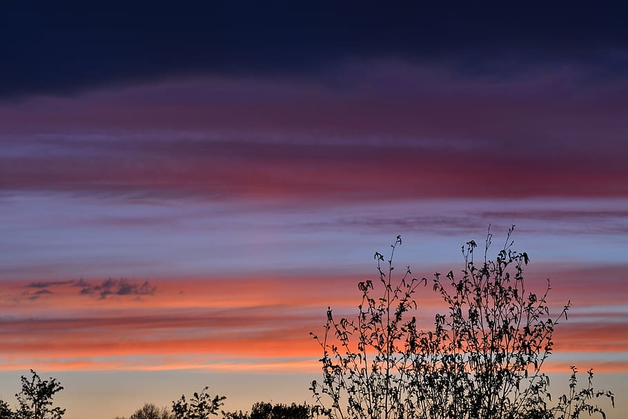 sunset, sky, clouds, trees, cloud - sky, beauty in nature, plant HD wallpaper