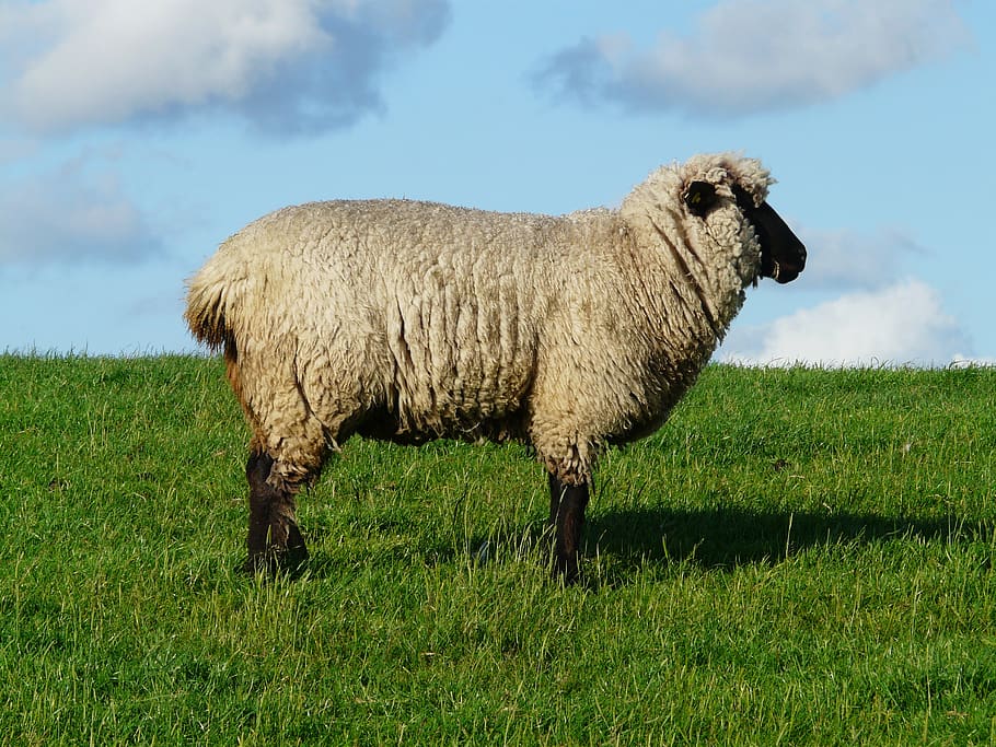sheep, boss, bellwether, wool, rhön sheep, dike, meadow, grass HD wallpaper