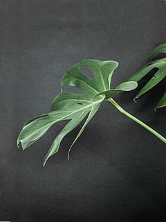 green leafed plant, photo of Swiss cheese plant, indoor, closeup HD wallpaper