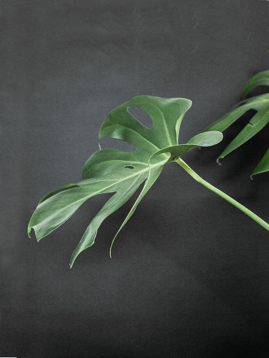 green leafed plant, photo of Swiss cheese plant, indoor, closeup HD wallpaper