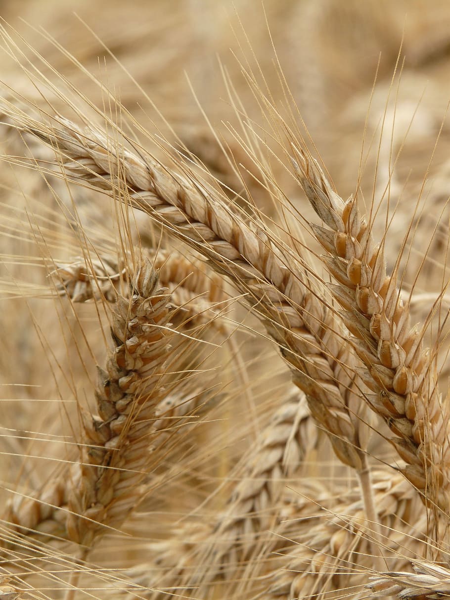 Spike, Rye, Cereals, Grain, Field, rye field, cornfield, plant, HD wallpaper