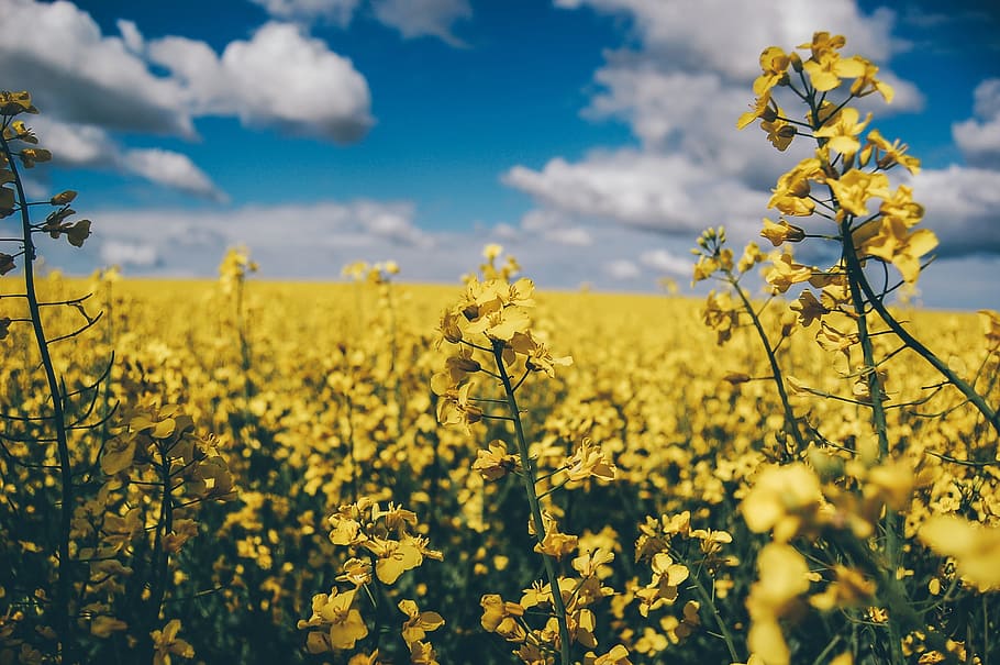 blue, sky, clouds, nature, farm, garden, field, yellow, flower HD wallpaper
