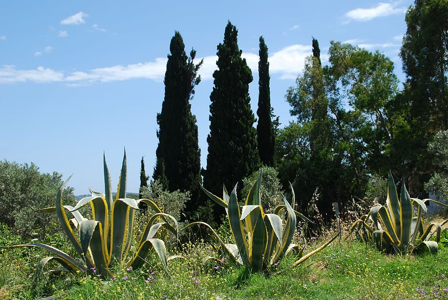 samos, greece, summer, holiday, greek island, agave, blue, nature HD wallpaper