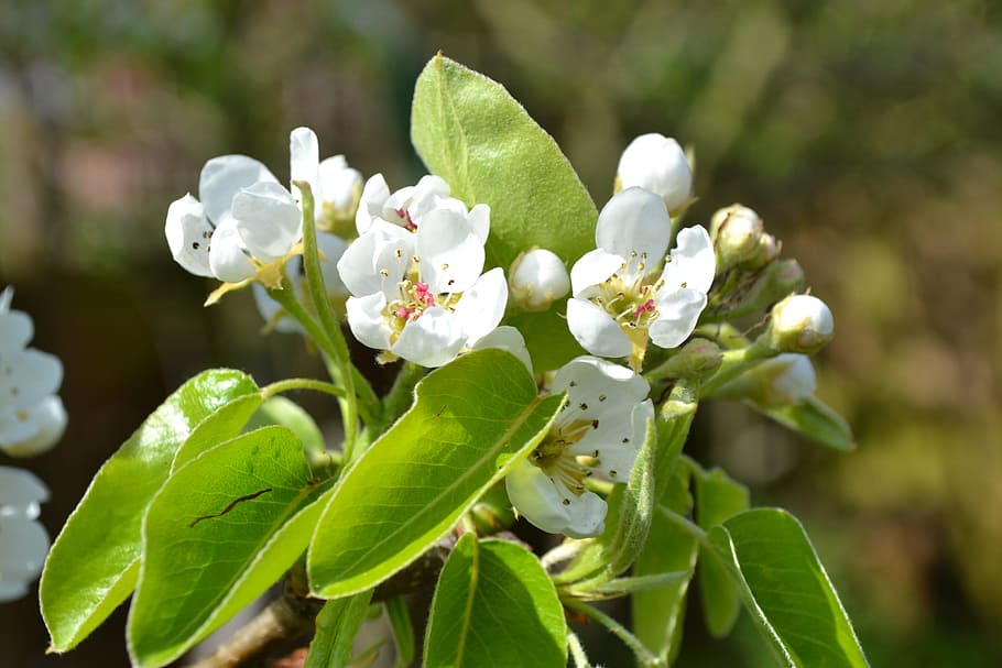 Pear, Blossom, Flower, Pink, Close-Up, bud, nature, sun, spring HD wallpaper
