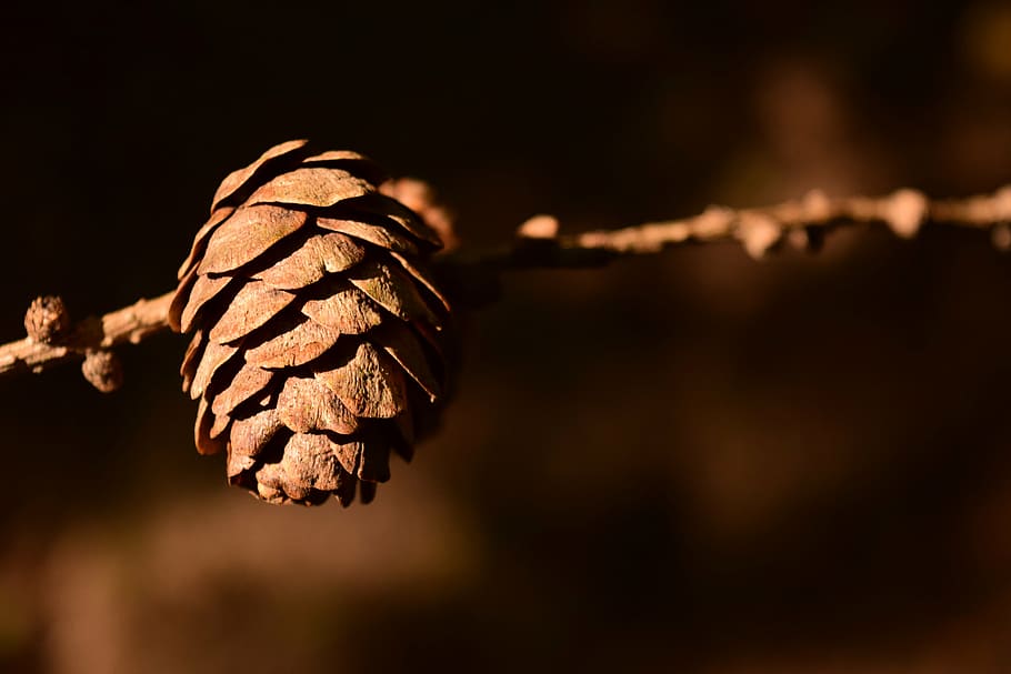 tap, pine cones, close, background, decorative, brown, postcard HD wallpaper
