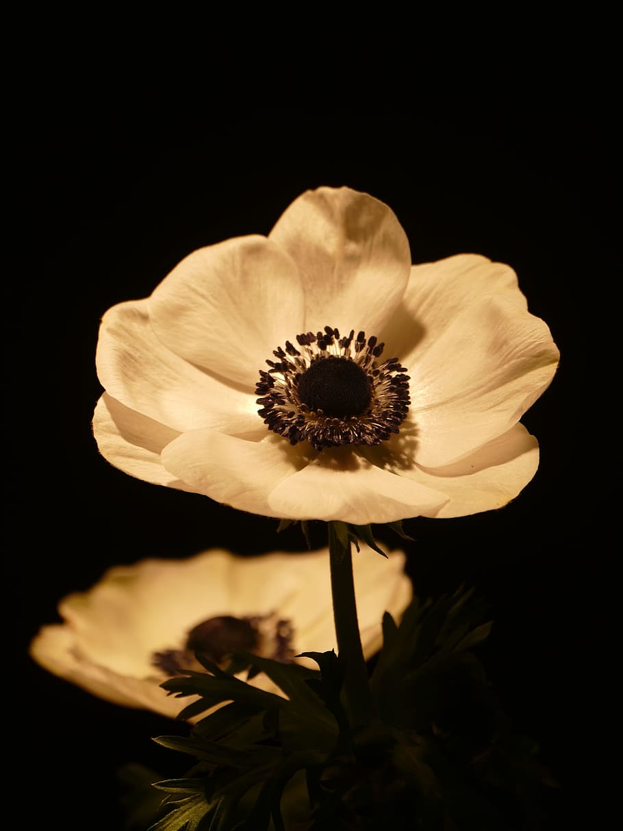 white petaled flower close up photography, anemone, bloom, flowering plant HD wallpaper