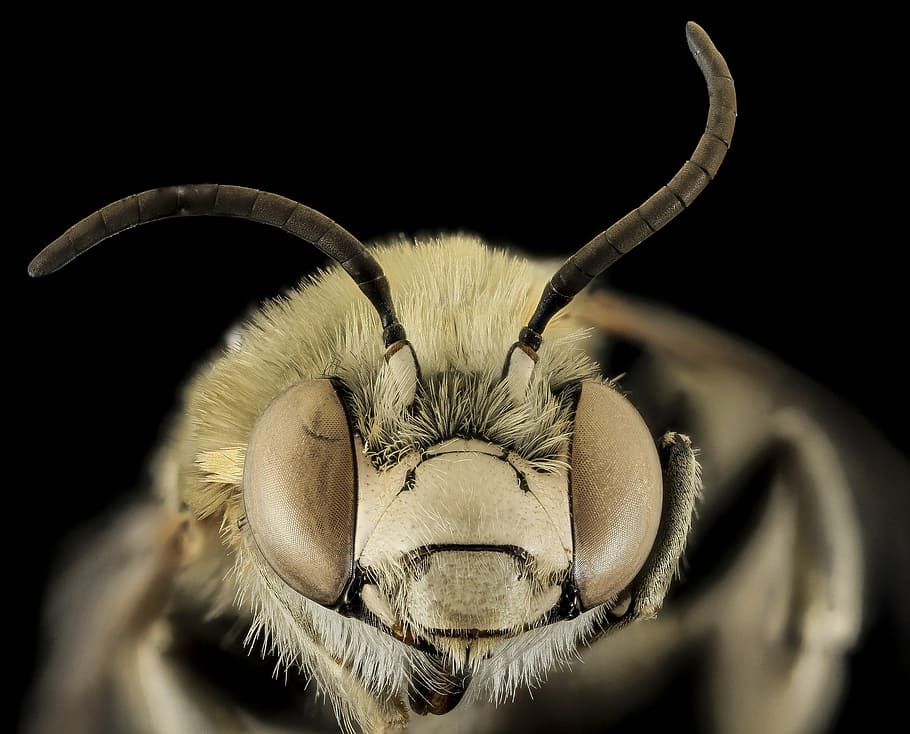 macro photography of white and black insect, bee, anthophora montana HD wallpaper