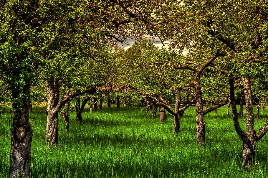 may, spring, nature, tree, meadow, plant, growth, green color HD wallpaper