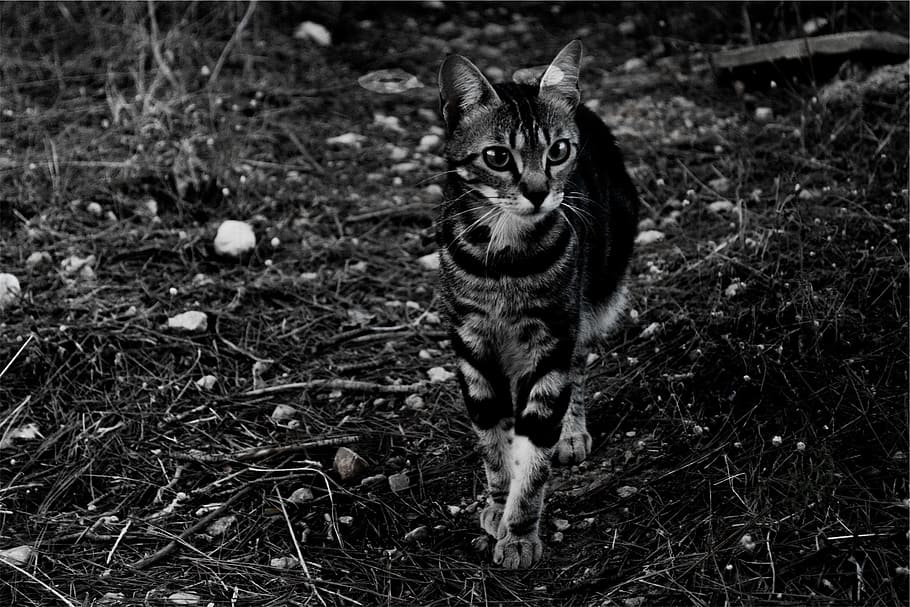 cat, pet, animal, pets, domestic, one animal, mammal, animal themes HD wallpaper