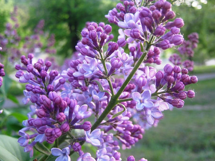 flowers, lilac, spring, bloom, nature, flowering plant, vulnerability HD wallpaper