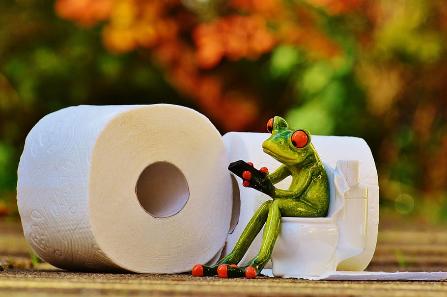 green frog sitting on toilet bowl toy, loo, session, funny, toilet paper