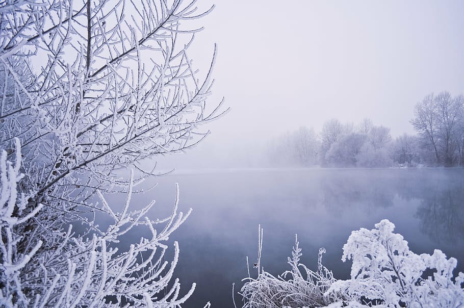 white trees, winter, water, snow, vegetation, frost, fog, background HD wallpaper