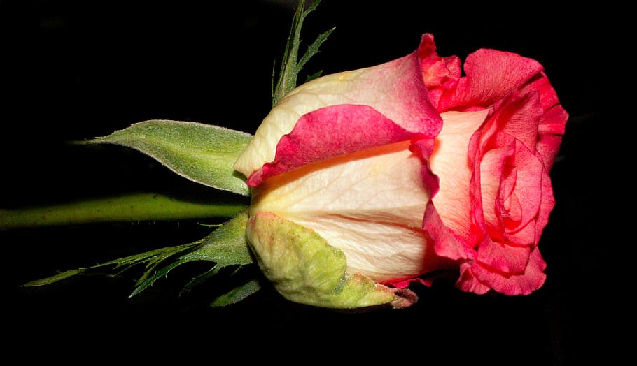 flower, nature, leaf, no one, beautiful, black background, freshness HD wallpaper