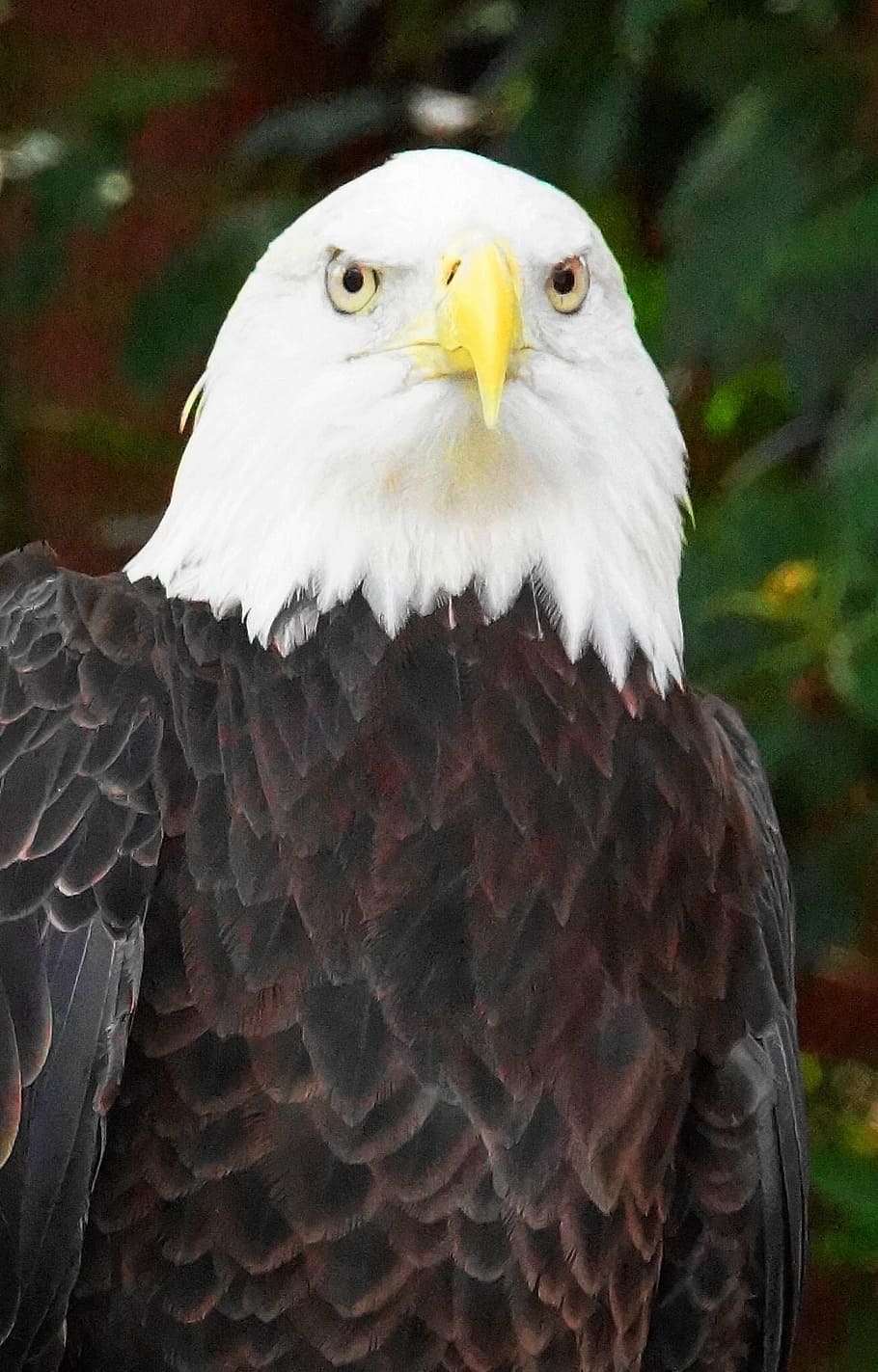 bald eagle, bird, feather, silhouette, raptor, majestic, nature HD wallpaper