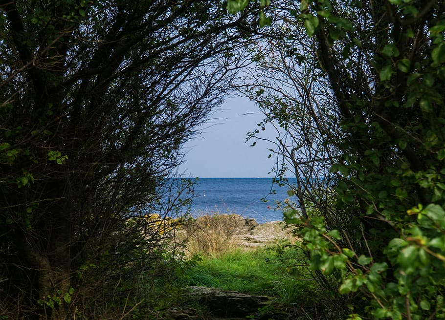 view, bush, sea, green, blue, water, background image, coast HD wallpaper