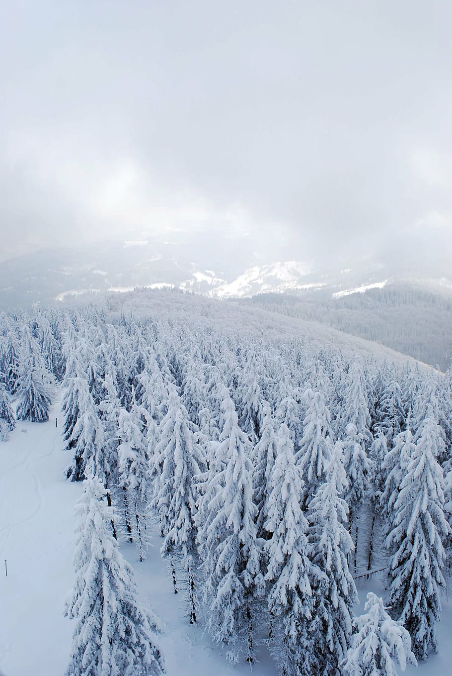 winter, mountains, forest, tree, christmas tree, snow, retreat HD wallpaper