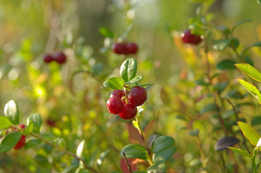 berry, cranberries, macro, fruit, healthy eating, plant, food and drink HD wallpaper