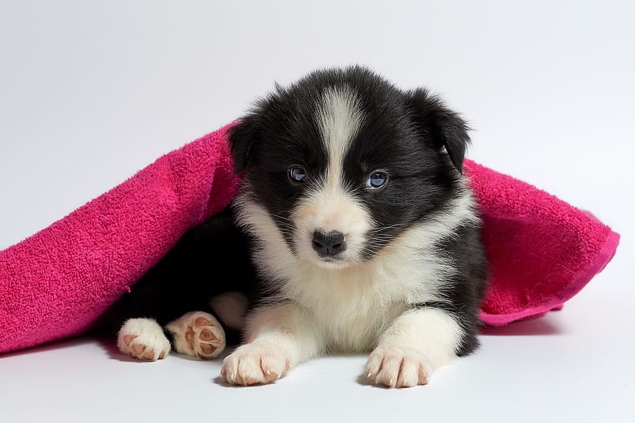 short-coated black and white puppy, cute, dog, pet, small, animal HD wallpaper