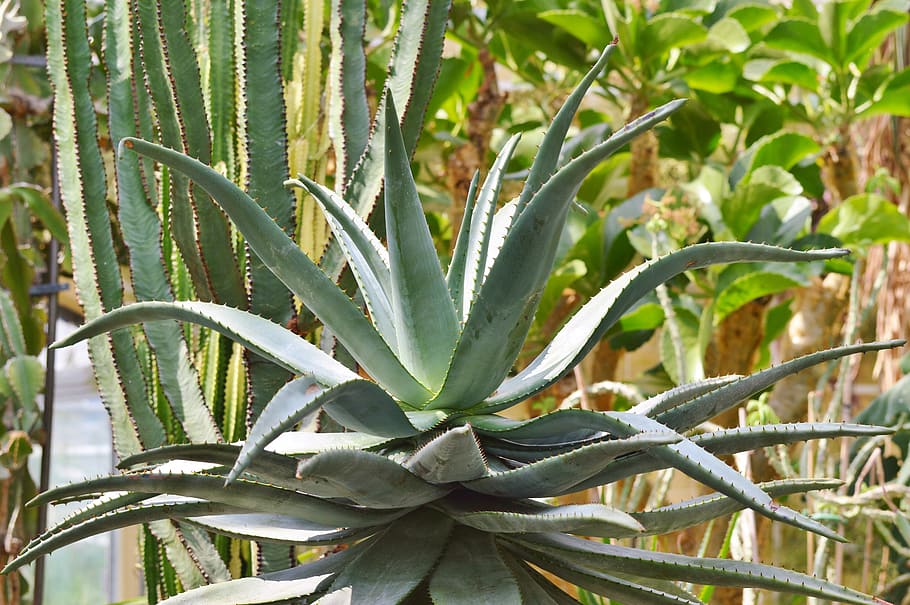 Agave, Cactus, Succulent, Spur, prickly, green, desert, plant HD wallpaper
