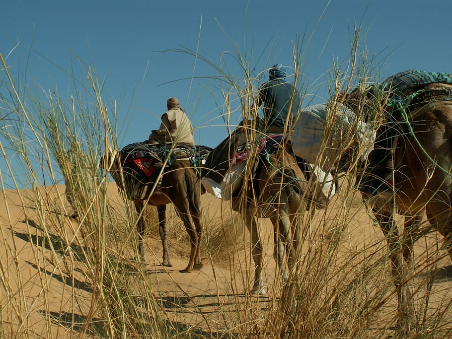 Dromedary, Desert, Camel, Africa, caravan, sahara, bedouin, HD wallpaper