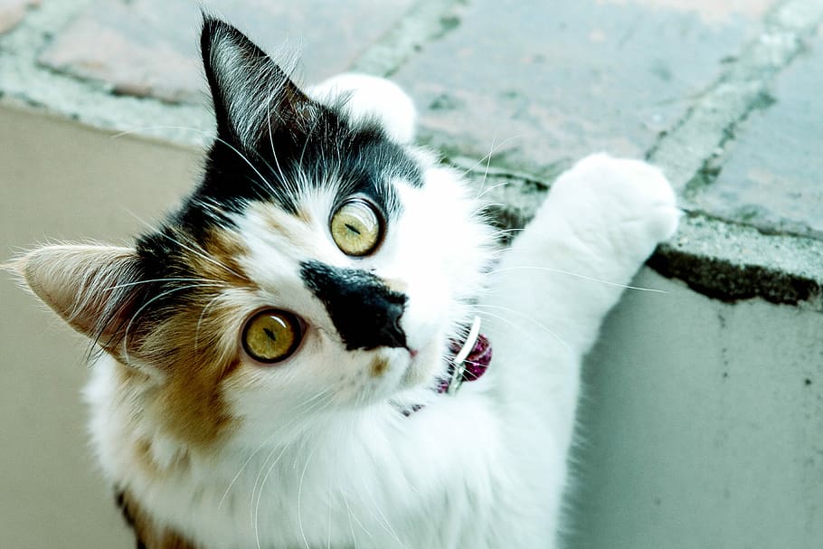 Cat, Pussycat, pets, one animal, domestic cat, animal themes HD wallpaper