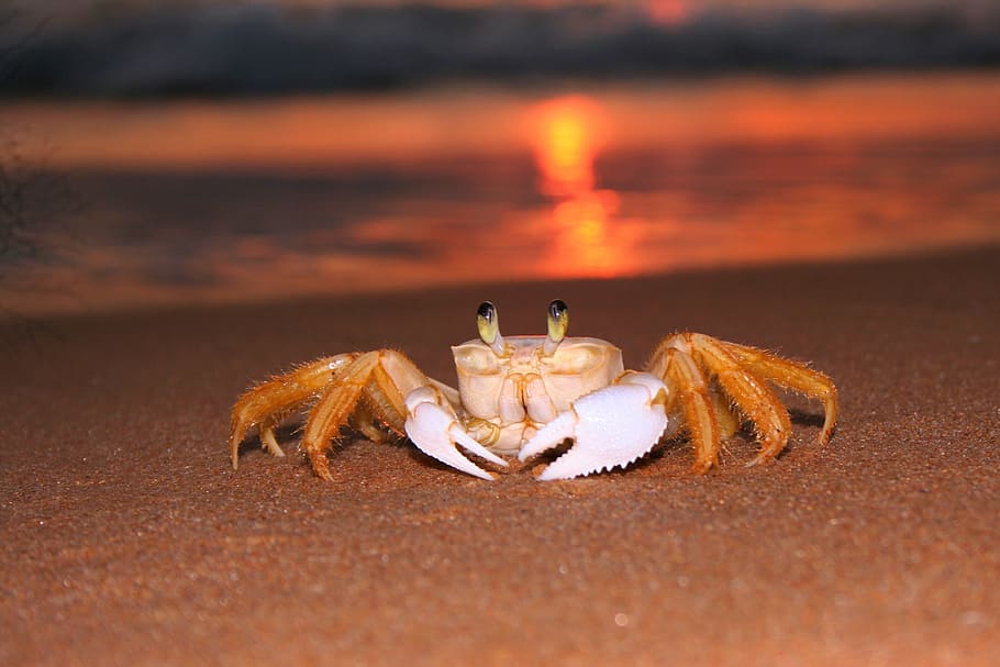brown crab on seashore during golden hour, siri, beach, sunrise HD wallpaper