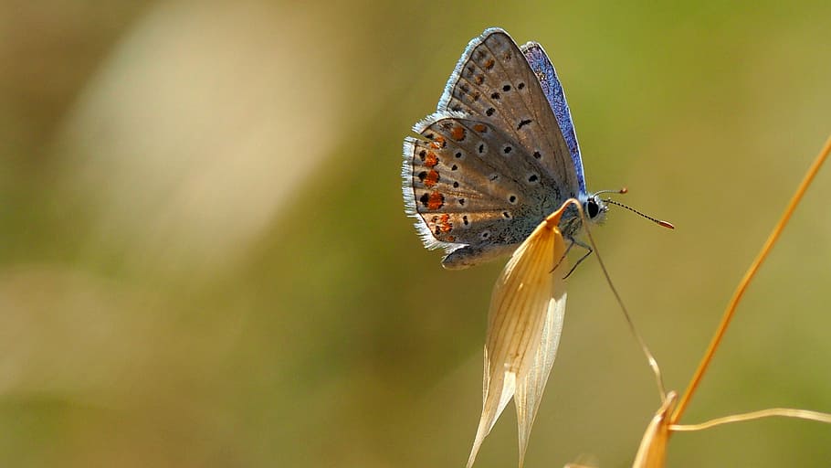 nature, insects, butterfly, macro, animal themes, animal wildlife HD wallpaper