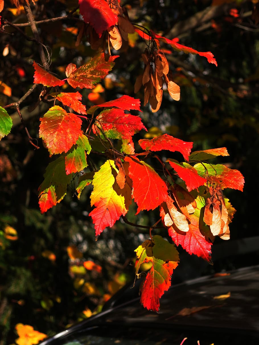 leaves, fall, autumn, yellow, red, colorful, fall leaves, tree HD wallpaper