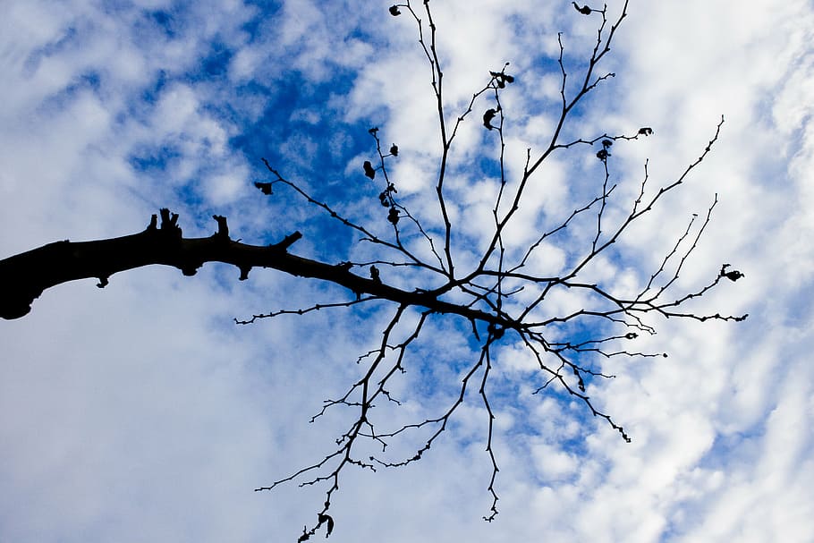 branch, tree, reverse light, nature, cloud, blue, cloud - sky HD wallpaper