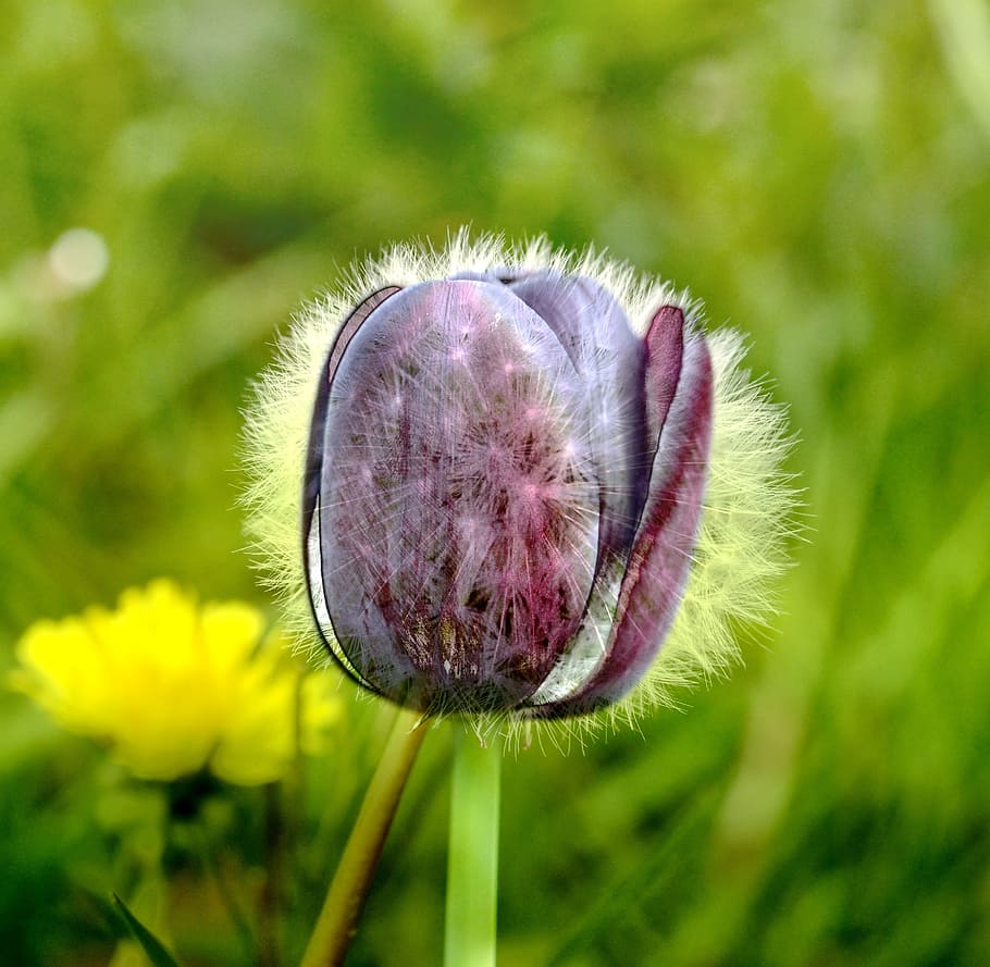 Tulip, Dandelion, Abstract, nature, flower, plant, close-up HD wallpaper