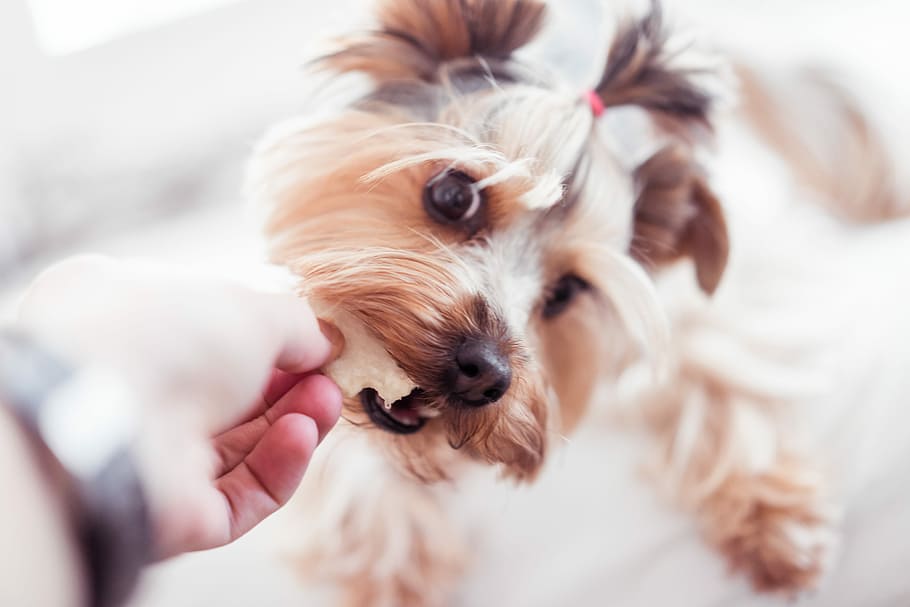 Little Yorkshire Terrier Wants Her Treats, animals, bed, calm, HD wallpaper