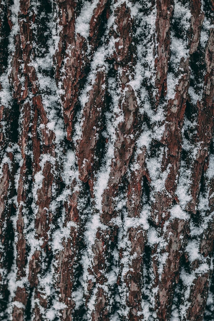 tree log covered with snow, forest, bark, wood, backgrounds HD wallpaper