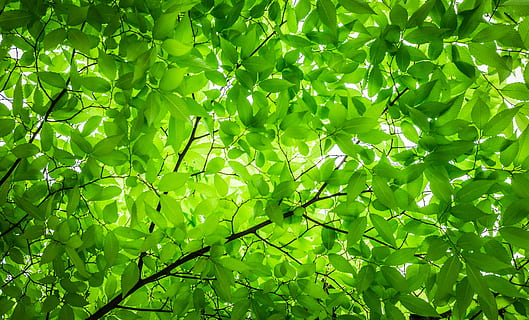 green leaves tree under white sky, wood, the leaves, twig, leaf HD wallpaper