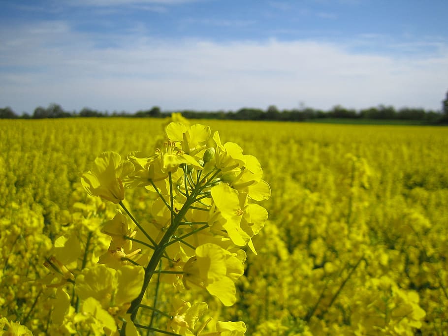 oilseed rape, field, yellow, landscape, rape blossom, summer HD wallpaper
