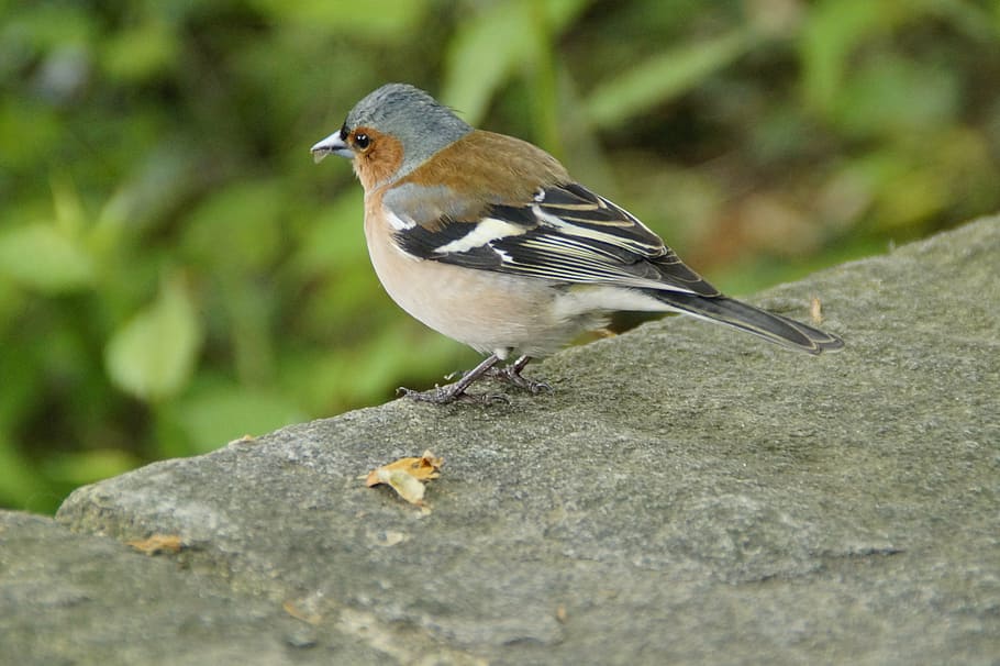 chaffinch, plumage, drawing, bird, cheeky, trustful, wall, songbird HD wallpaper