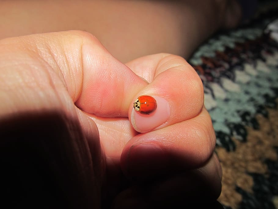 Good Luck, Lucky Charm, Ladybug, Insects, lucky ladybug, red HD wallpaper