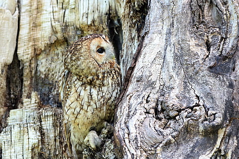 brown owl on tree trunk during daytime, camouflaged, bird, nature HD wallpaper