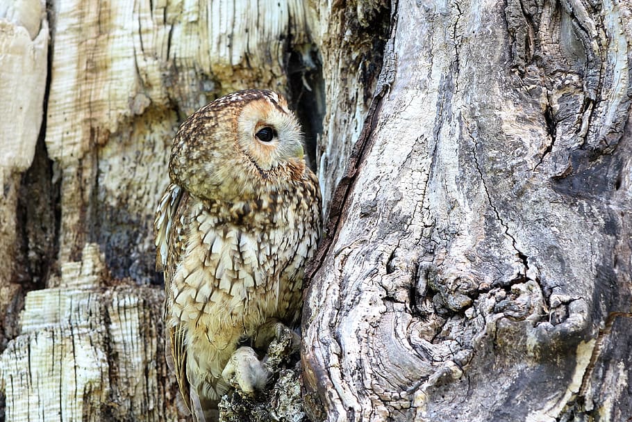 brown owl on tree trunk during daytime, camouflaged, bird, nature HD wallpaper