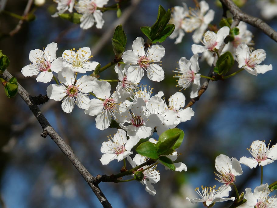 HD wallpaper: wild plum, blossom, bloom, tree, branch, american ...