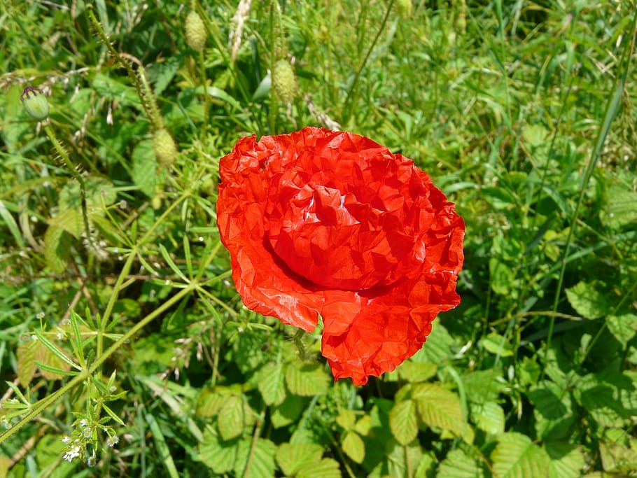 fields, flowers, poppy, plant, red, flowering plant, beauty in nature HD wallpaper