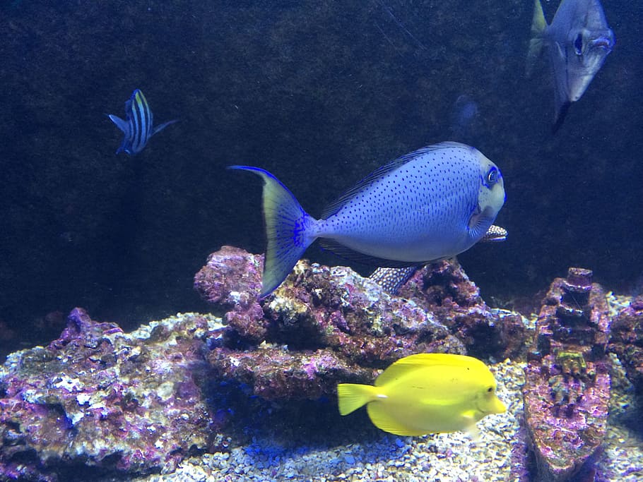 in the water, fish, marine fish, animal wildlife, animals in the wild HD wallpaper
