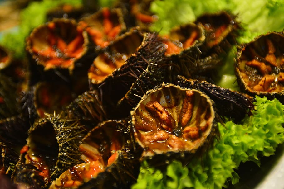 oursins, sea urchins, animals, close-up, selective focus, food and drink HD wallpaper