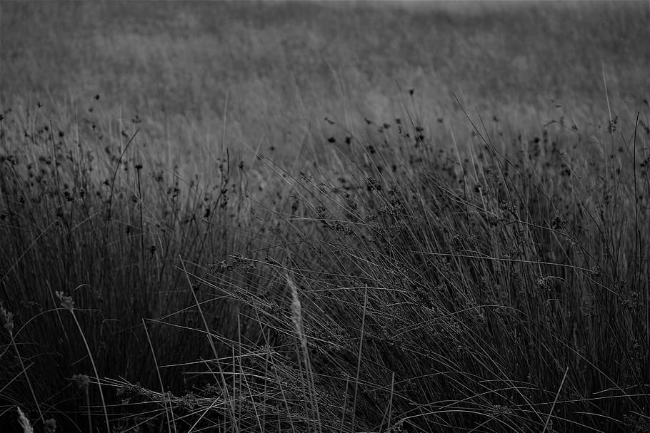 grass, paddock, grasses, nature, farm, field, summer, pasture HD wallpaper