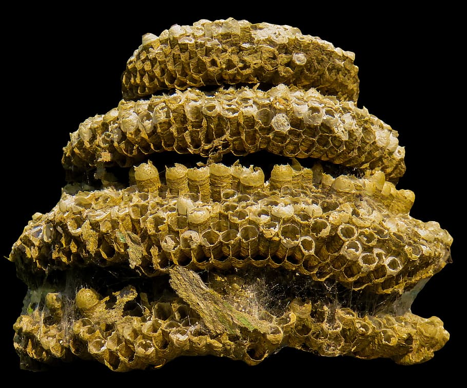 building, the hive, isolated, combs, nature, black background HD wallpaper